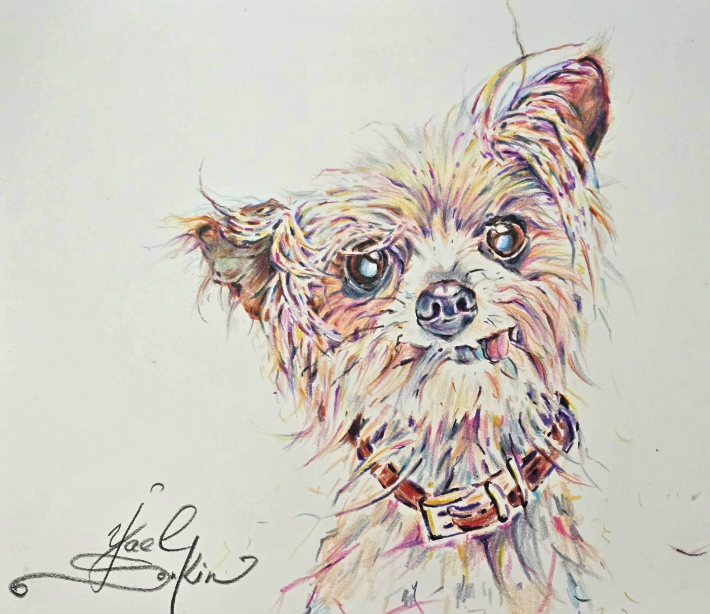 Original Watercolor Pencil Yorkshire Terrier Drawing - Dog Portrait Wall Art